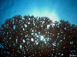 The sun from below a table coral. 

Taken with Olympus ... by Istvan Juhasz 